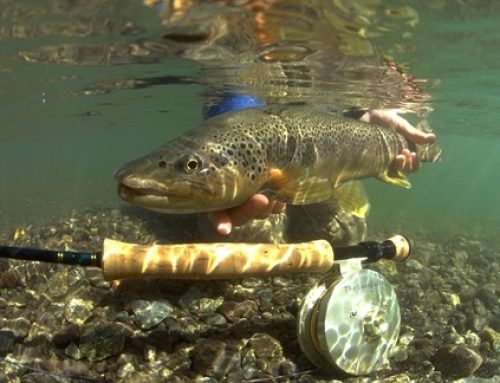 Southern Chile Expeditions